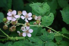 Rubus fruticosus - Echte Brombeere 1.jpg
